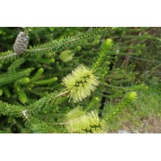 Melaleuca Green Honey Myrtle 1 Plants Native Shrubs diosmifolia